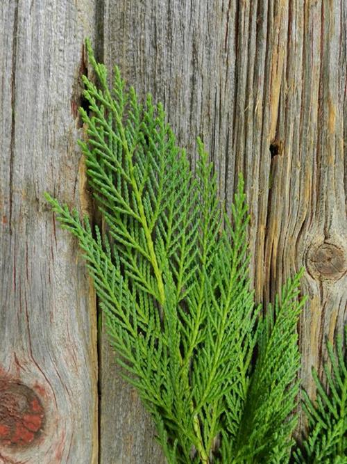LEYLAND CEDAR CHRISTMAS GREENS